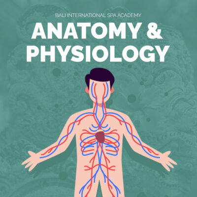 10 Days VTCT Level 3 Certificate in Anatomy & Physiology